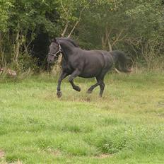 Oldenborg *Ravnholts MITZI*