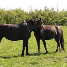 Oldenborg *Ravnholts MITZI*