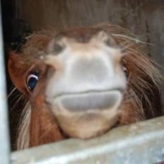 Shetlænder Lucky Boy