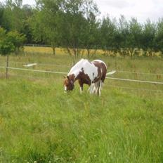 Pinto + Welsh Låddenhøjs Zioux 