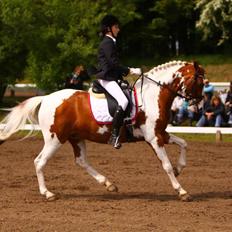 Pinto + Welsh Låddenhøjs Zioux 