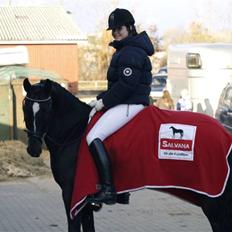 Tysk Sportspony / DSP Bravissima 