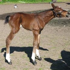 Dansk Varmblod Graversgaards Cyril