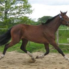 Dansk Varmblod Graversgaards Cyril