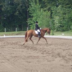 Palomino Jupiter Stauslykke