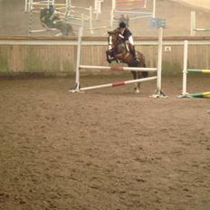 Anden særlig race Indy