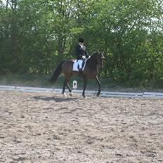 Anden særlig race Malou (SOLGT) R.I.P. <3