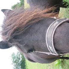 Shetlænder Hopla SOLGT