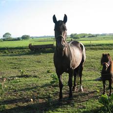 Shetlænder Hopla SOLGT