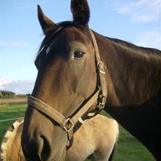 Oldenborg ** manja er solgt**