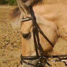 Fjordhest Silvia.. R.I.P