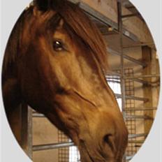 Holstener Ravel (flyttet)