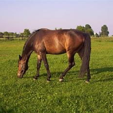 Oldenborg schousboes rasmus 