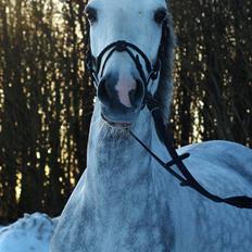 Hollandsk Sportspony V.P. Hestia