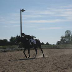 Dansk Varmblod Lucky to B