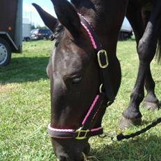 Anden særlig race Fromsmindes Effino. SOLGT