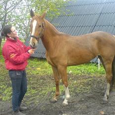 Hollandsk Varmblod Zafira - SOLGT