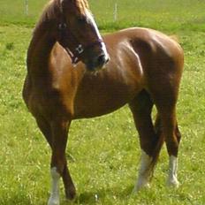 Hollandsk Varmblod Zafira - SOLGT