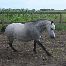 Welsh Mountain (sec A) Christoft Troika