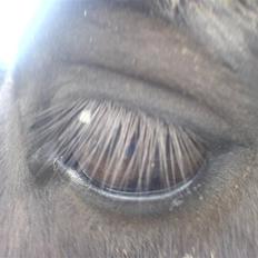 Shetlænder pretty <33 rider ikke mer