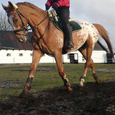 Appaloosa Pablo " solgt :("