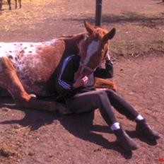 Appaloosa Pablo " solgt :("