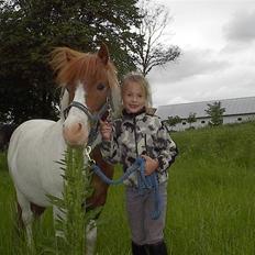 Anden særlig race Buller * SOLGT*