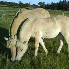 Fjordhest Ågerupgårds Kikki (SOLGT)