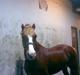 Welsh Pony af Cob-type (sec C) Faxi (solgt)