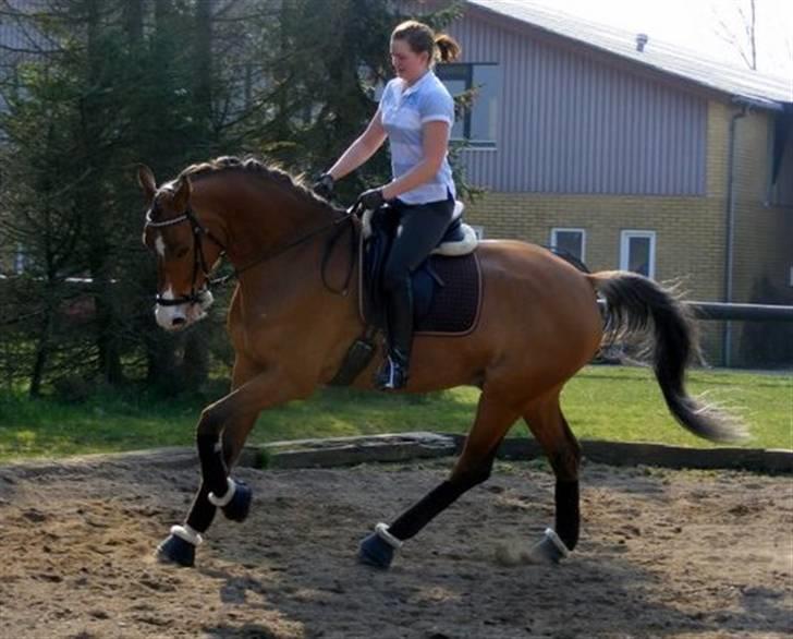 Anden særlig race Bækagers Louie - aflivet - Træning april 2009 billede 5