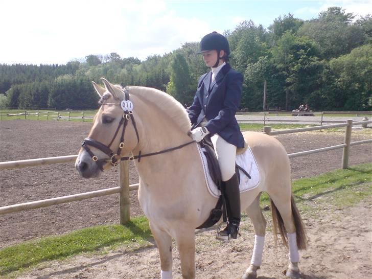 Fjordhest Annasmindes Sylvester billede 5