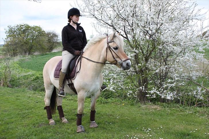 Fjordhest Annasmindes Sylvester billede 6