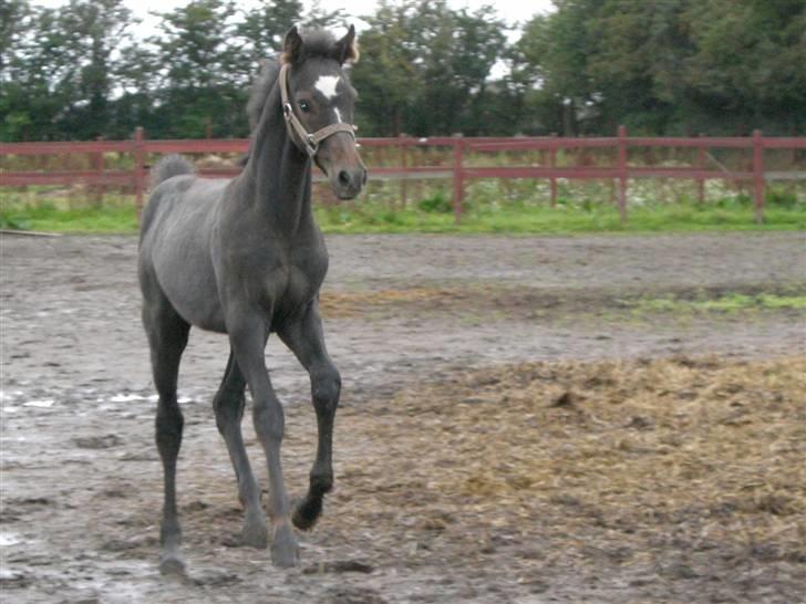 Dansk Varmblod Ny Corlinde Mario billede 11