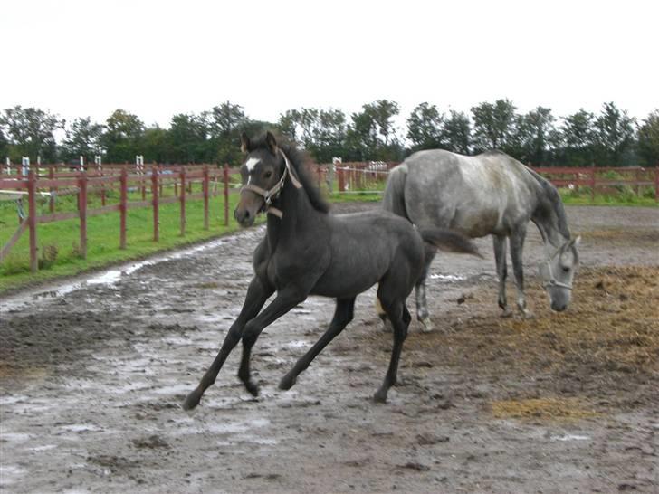 Dansk Varmblod Ny Corlinde Mario billede 12