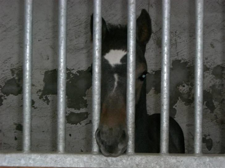 Dansk Varmblod Ny Corlinde Mario billede 13