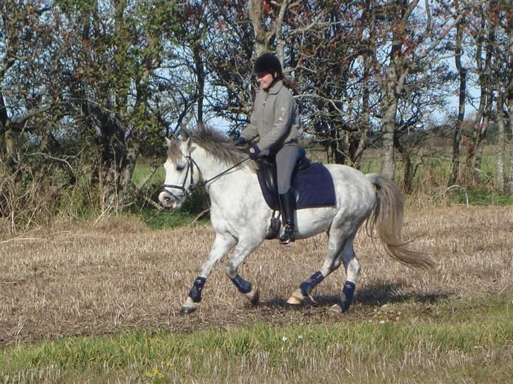 Anden særlig race Stabygårds Atilla (solgt)  R.I.P :( billede 4