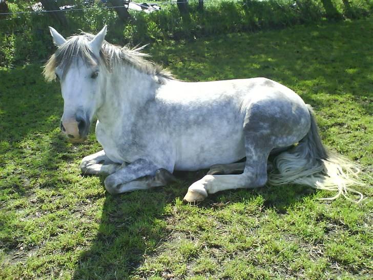 Anden særlig race Stabygårds Atilla (solgt)  R.I.P :( billede 7