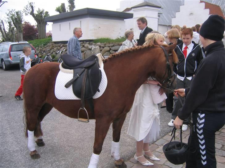 Anden særlig race Beauty "SOLGT" <3 - Til miin konfirmation;D hun kom og hentede mig i kirken<3 billede 3