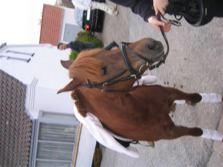 Anden særlig race Beauty "SOLGT" <3 - Også til konfirmation<3 billede 4