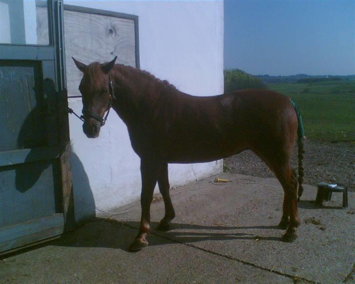 Anden særlig race Beauty "SOLGT" <3 - dagen inden konfirmationen<3 lige blevet vasket billede 5