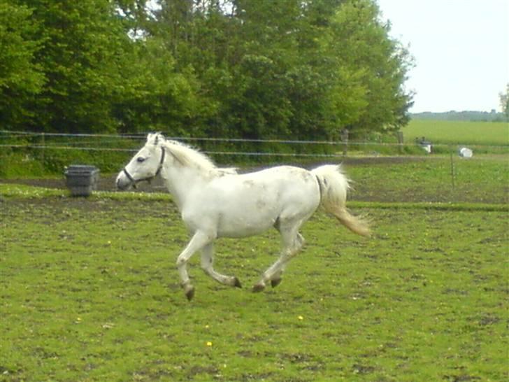 Welsh Mountain (sec A) Trellebjergs Fie billede 16