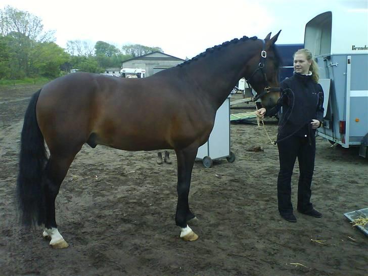 Oldenborg Aristokrat *solgt* billede 6