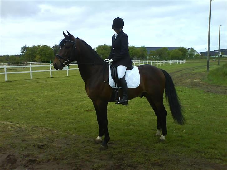 Oldenborg Aristokrat *solgt* - aristo`s nye ejer malene *s* billede 7