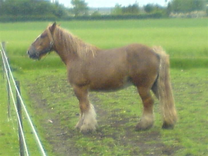 Jyde Tumling billede 17