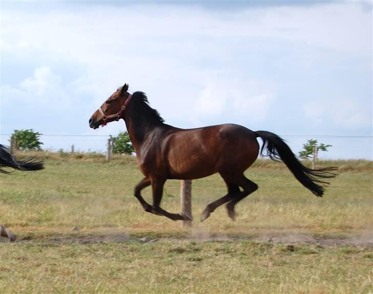 Westfaler Reality - Galop på folden ;P Sorry kvaliteten er ikke så god her ;P billede 20