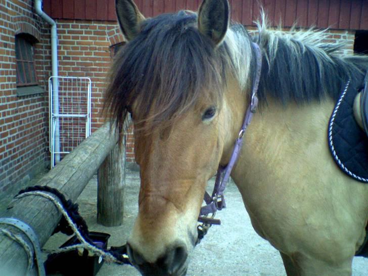 Anden særlig race Safir - safir :} inden ridning, står og nusser billede 18