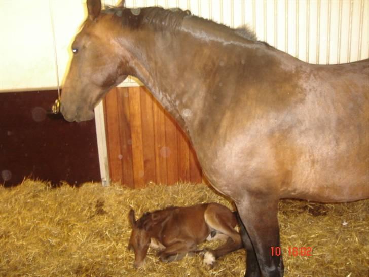 Dansk Varmblod Chester  - Helt ny her. Han er cirka 1 time gammel billede 2