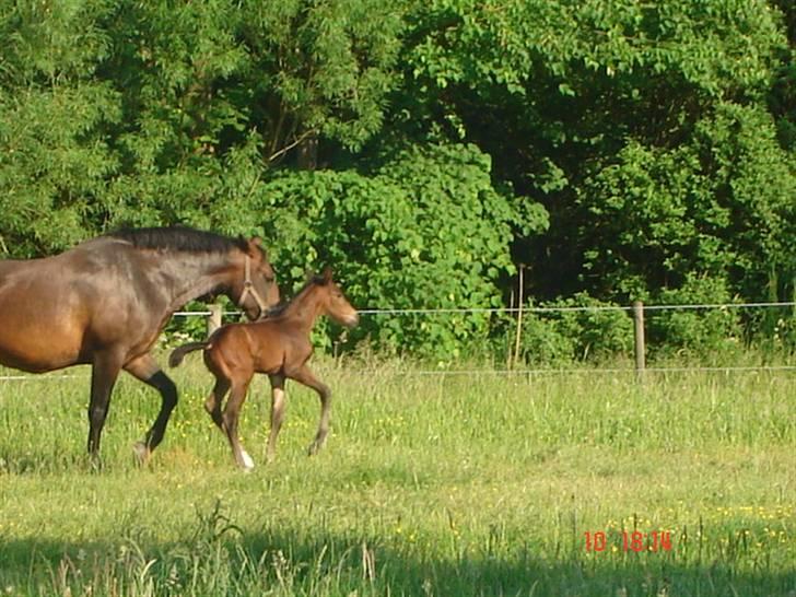 Dansk Varmblod Chester  - 1 ½ dag gammel. Første gang på fold. billede 3