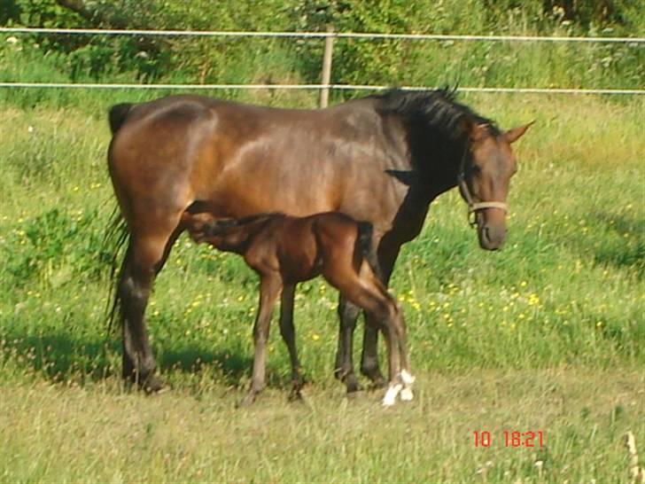 Dansk Varmblod Chester  - Blev lidt sulten efter alle de oplevelser. billede 4