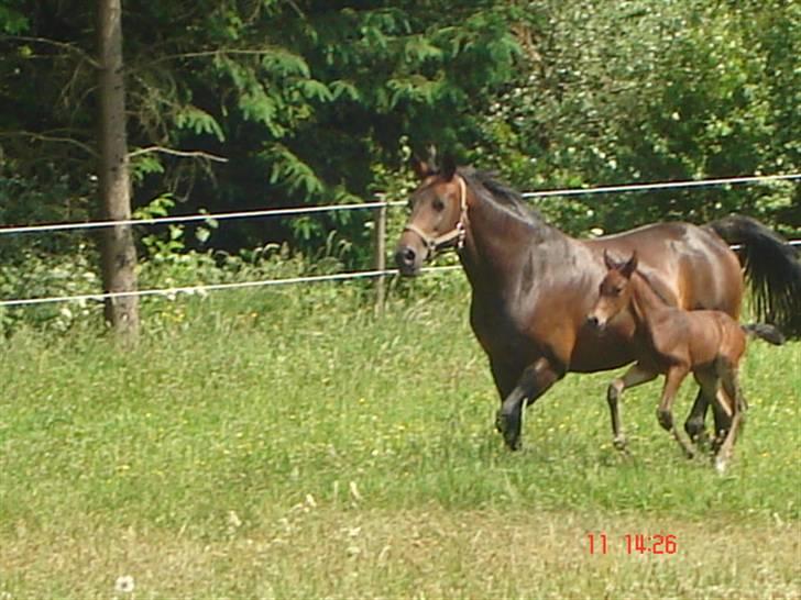 Dansk Varmblod Chester  - Her er han 2 dage gammel billede 5